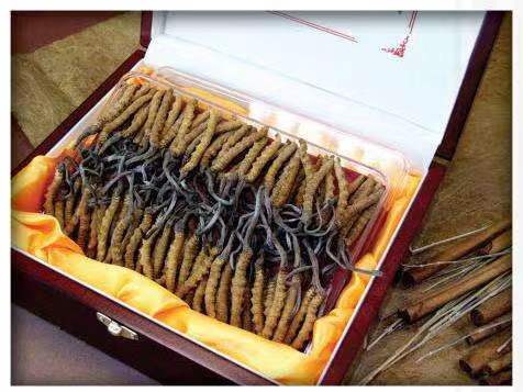 龙江镇冬虫夏草回收